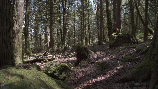 苔藓和树木太平洋西北4K超高清视频素材
