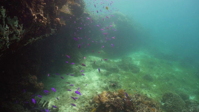 珊瑚礁和热带鱼。Camiguin、菲律宾视频下载