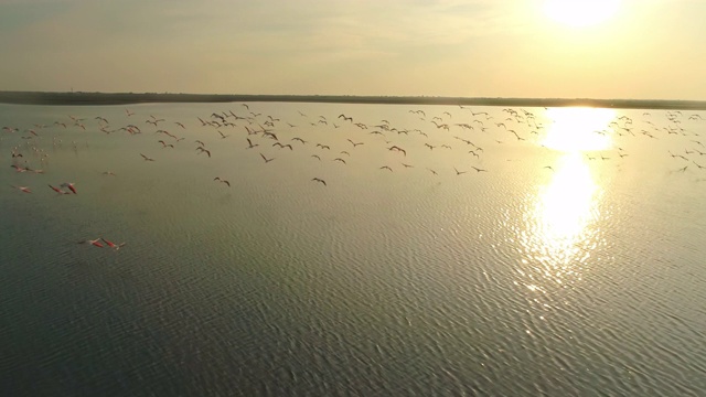 一群在日落时飞翔的火烈鸟视频素材