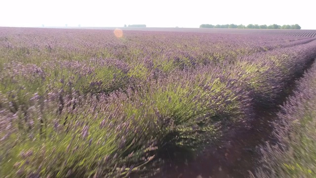 普罗旺斯乡间的薰衣草田视频素材