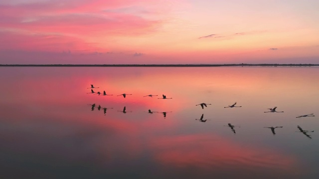空中SLO MO火烈鸟在黄昏的礁湖飞行视频素材