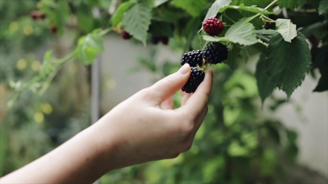 女人用手收割黑莓果实视频下载