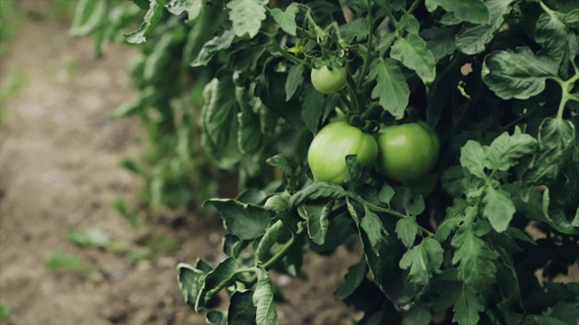 花园里长着一串未成熟的绿色西红柿视频下载