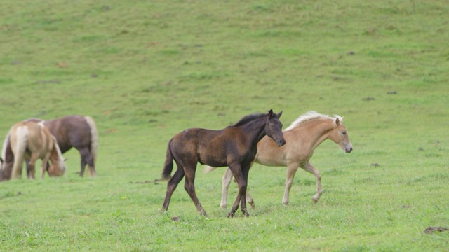 4K:两匹小马驹在草地上奔跑玩耍(超慢镜头)视频下载