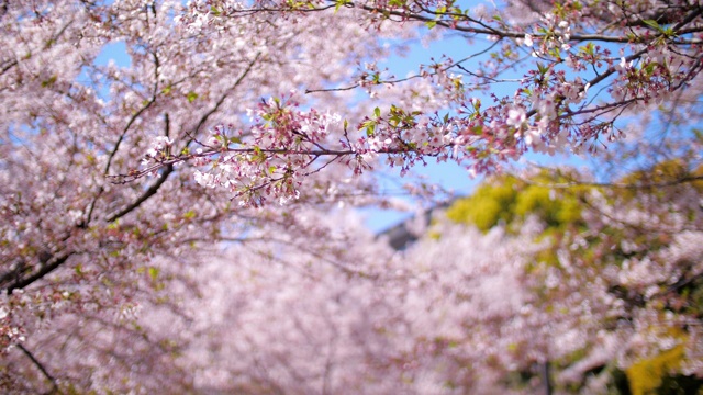 日本东京春天的樱花花瓣飘落，慢镜头视频素材