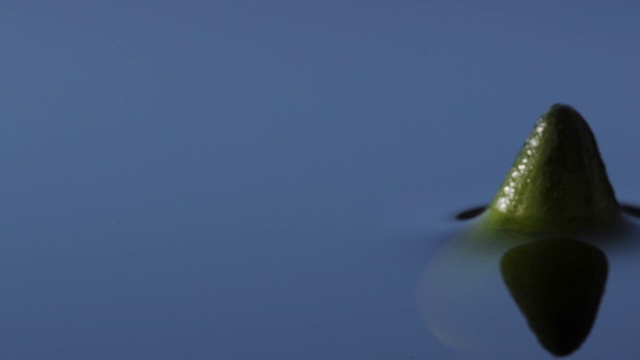 睡莲从湖中绽放，英国视频素材