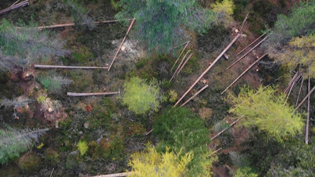 森林砍伐。无人机拍摄的被摧毁的森林。在山坡上砍伐森林。拍摄山顶森林被砍伐的地区。森林里新砍的树干。视频素材