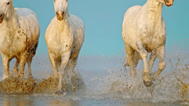 马在浅水滩上奔跑-时间的翘曲效应视频素材