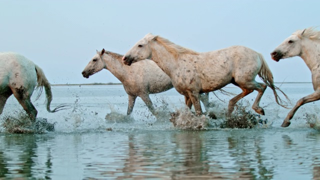 马在沙滩上奔跑-时间扭曲的效果视频素材