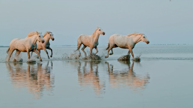 一群马在海滩上奔跑视频下载
