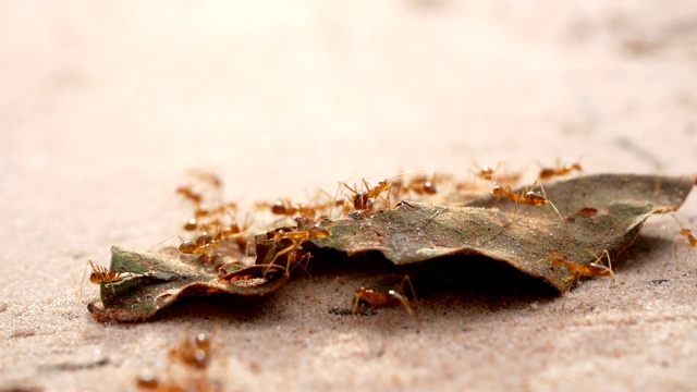 蚂蚁在地上和树叶上行走视频素材