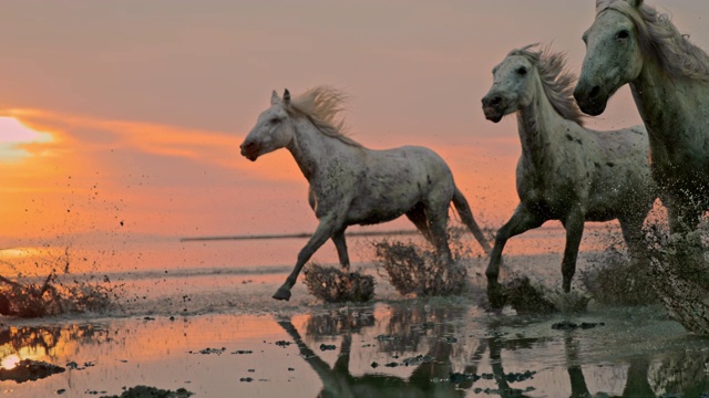 日落时分，在海滩上奔跑的马视频素材