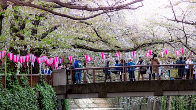樱花落在日本东京目黑河樱花，时光流逝视频素材