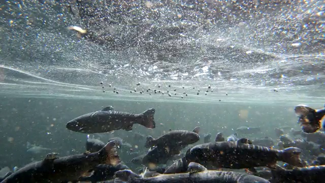争夺食物的鳟鱼视频素材