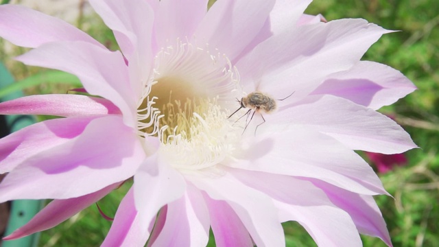 蜜蜂从一种罕见的仙人掌花中吸取花蜜视频素材
