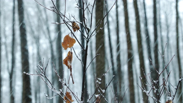 冬季雪山森林公园降雪暴雪期间树枝上单片干黄叶视频下载