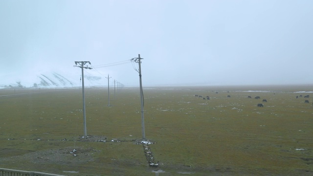 在喜马拉雅雪山下，野牛们在吃草，这是一幅风景如画的画面。视频素材