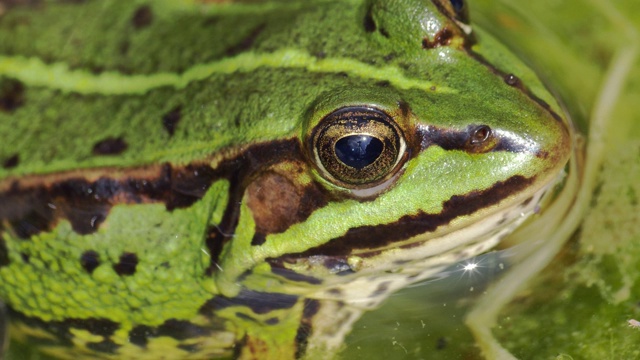 野生的绿色青蛙在池塘近距离视频素材