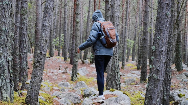 在秋天，背着背包的女子徒步旅行者走在松林里的鹅卵石上。视频素材