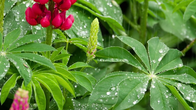 羽扇豆花和叶子上有雨滴视频素材