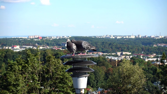 鸽子坐在城市背景中的灯笼上。视频素材