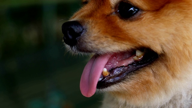 博美犬快乐地笑着用牙齿石灰石视频素材