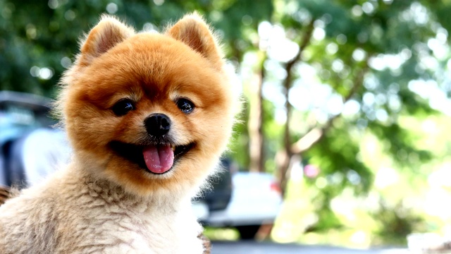 博美犬快乐的微笑视频素材