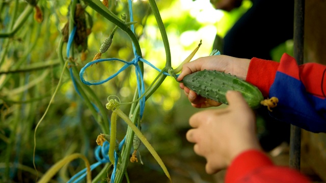 学生用手从绿色的茎上摘熟黄瓜视频下载