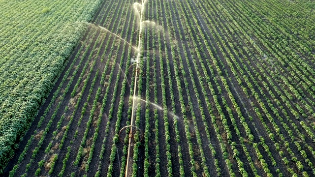 灌溉喷灌机在肥沃的农田上灌溉庄稼视频素材