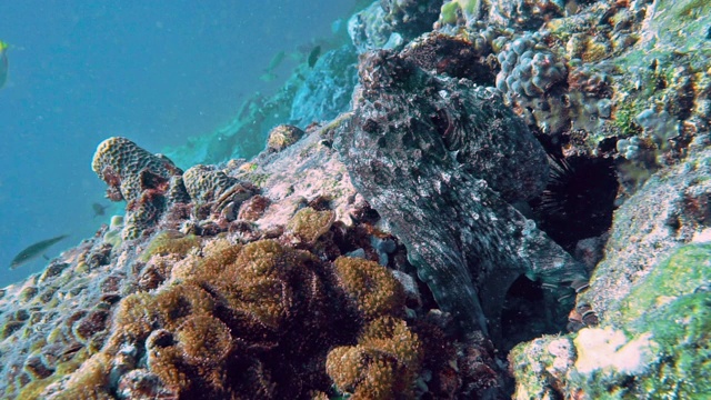 章鱼是水下躲在珊瑚礁里的伪装大师视频素材