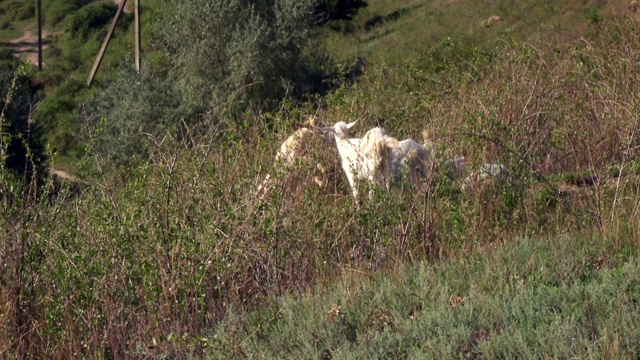 家山羊在山坡上吃草视频素材