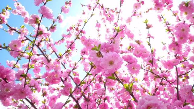 樱花，粉红色的樱花在春天的蓝天下盛开视频素材