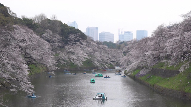 人们在日本庆祝樱花盛开视频素材