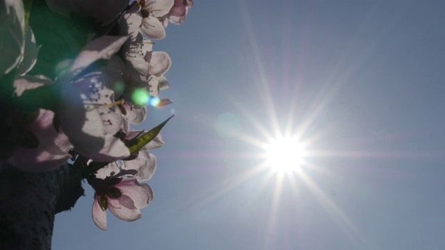 太阳在桃李与春天的花近距离4K视频素材