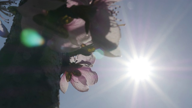 光焰和湛蓝的天空和落英桃花果树花视频下载
