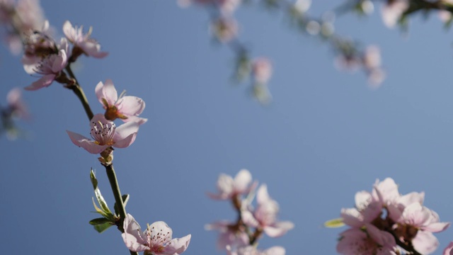 近距离的桃李枝条与春天的花4K视频素材