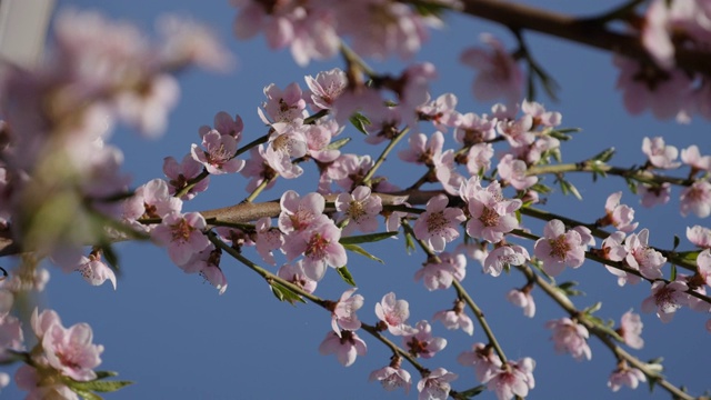桃李的幼枝与春天的花近4K视频素材