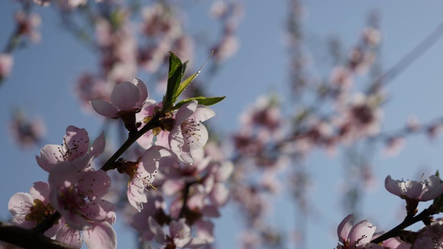 碧蓝的天空和落英的桃树果花视频素材