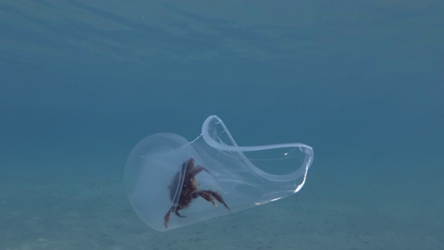 塑料污染，螃蟹在一个塑料杯里旅行，在阳光下慢慢漂浮在蓝色的水面下。活蟹困在塑料杯里。水下拍摄，地中海，欧洲。视频下载