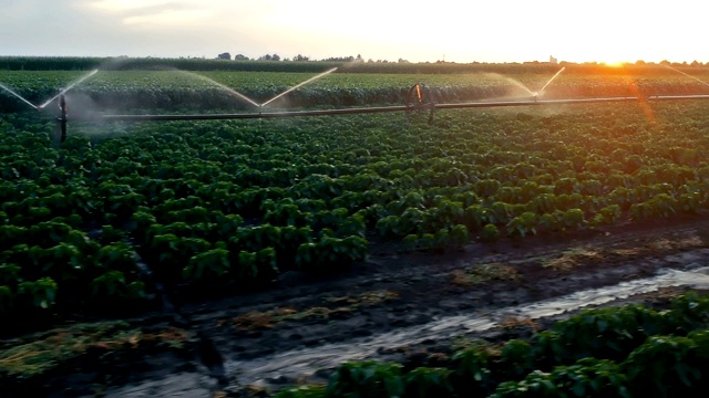 农业灌溉系统在日落时灌溉辣椒田视频素材