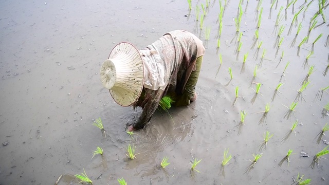 水稻种植，种植水稻的农民拉秧苗在田间种植，水稻农场是泰国的一种农业经济。在泰国的整个地区都可以找到视频下载
