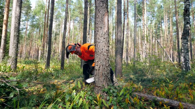 伐木工人正在用电锯砍树视频素材