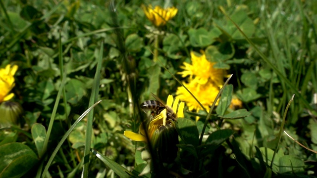 蜜蜂在蒲公英上寻找花粉，慢镜头视频素材
