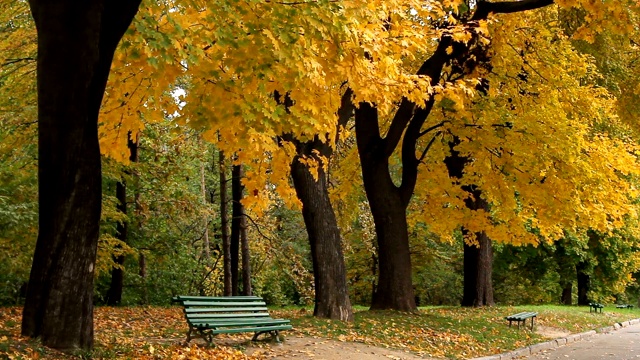 公园里的秋天视频素材