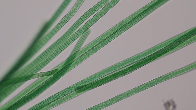 振荡菌是一种丝状蓝藻菌属，在显微镜下振荡运动。视频下载