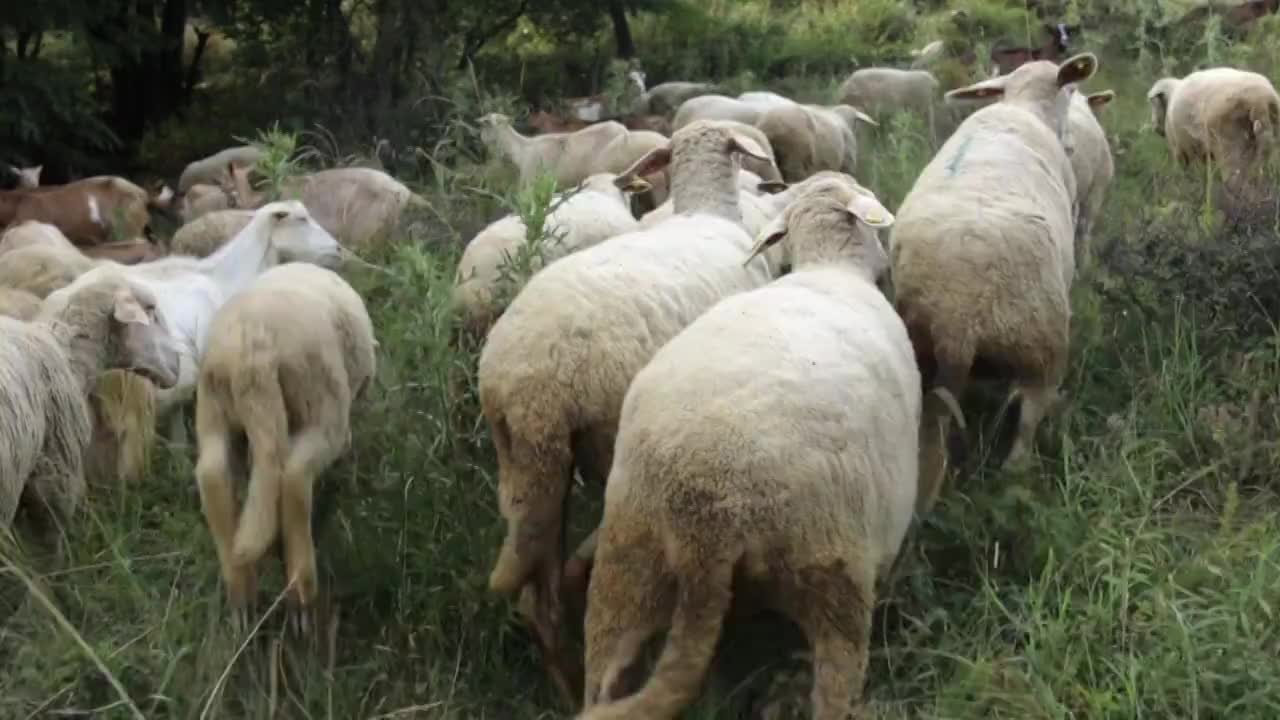 绵羊在草地上吃草视频素材