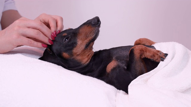专业按摩师用手指抚摸腊肠犬的头部，黑色和棕色，放松的水疗程序，覆盖毛巾视频素材