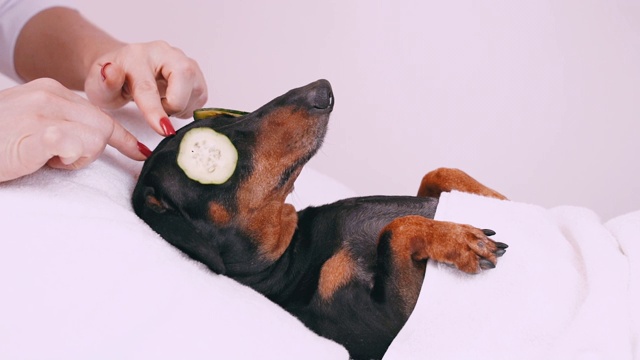 专业按摩师用手指轻抚犬头、腊肠犬头，黑色和棕褐色，从水疗程序放松的脸上用黄瓜，盖上毛巾视频素材