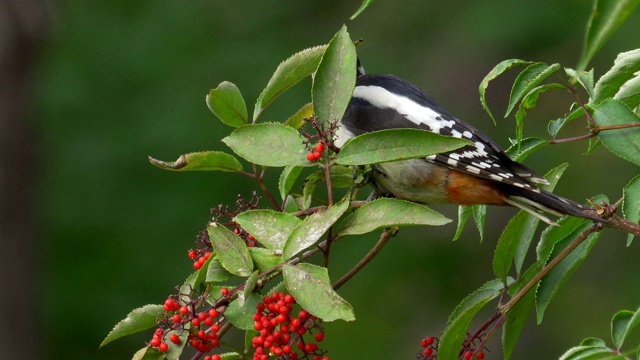 鸟-年轻的大斑点啄木鸟(大啄木鸟)坐在树枝上，吃野生的红色浆果。视频下载