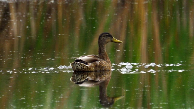 雌野鸭在湖上游泳。视频素材